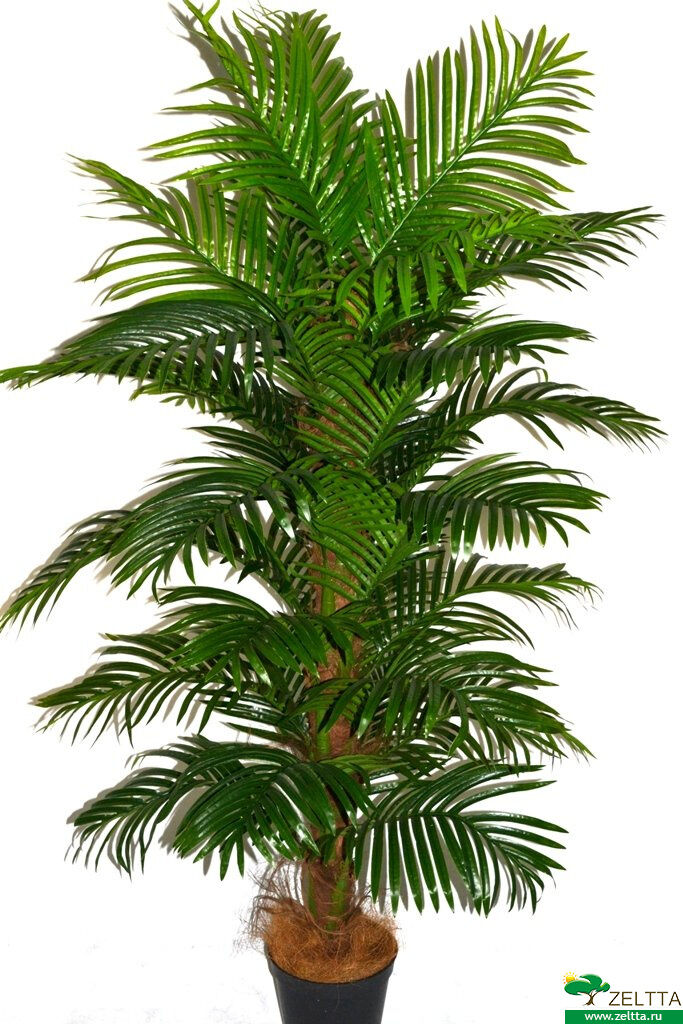 Финиковая пальма Грейс кашпо 17656-180